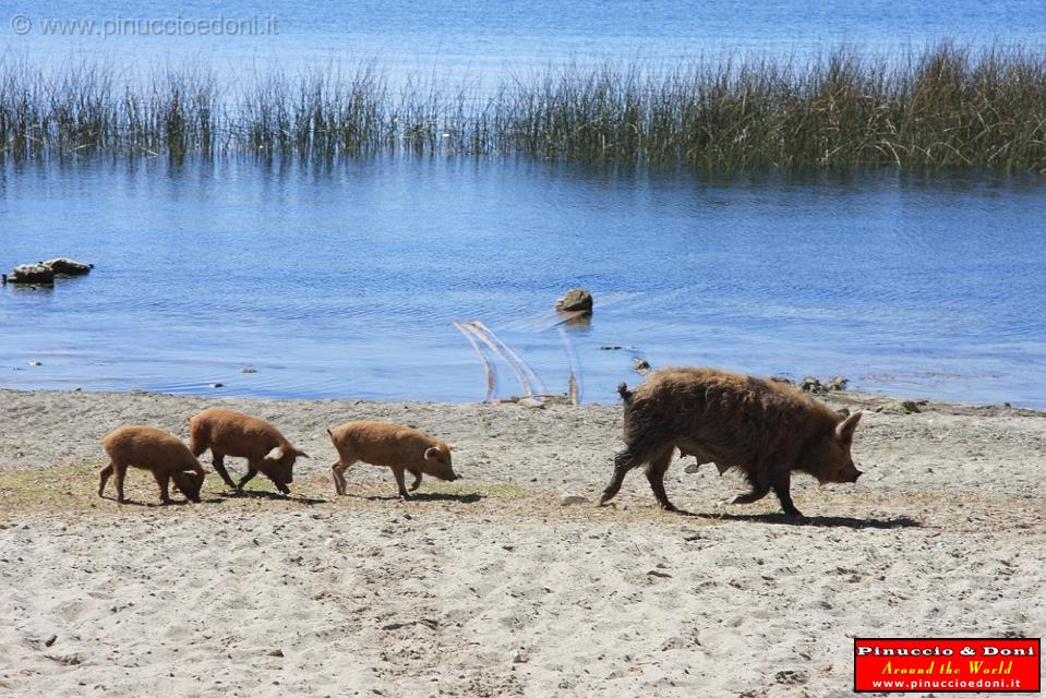 BOLIVIA - Isla del Sol - Titicaca Lake - 13.jpg